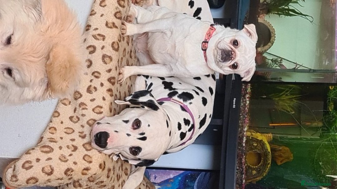 Dalmatian dogs for stud: Kc Baer tested studs available proven in Bedford - Image 5