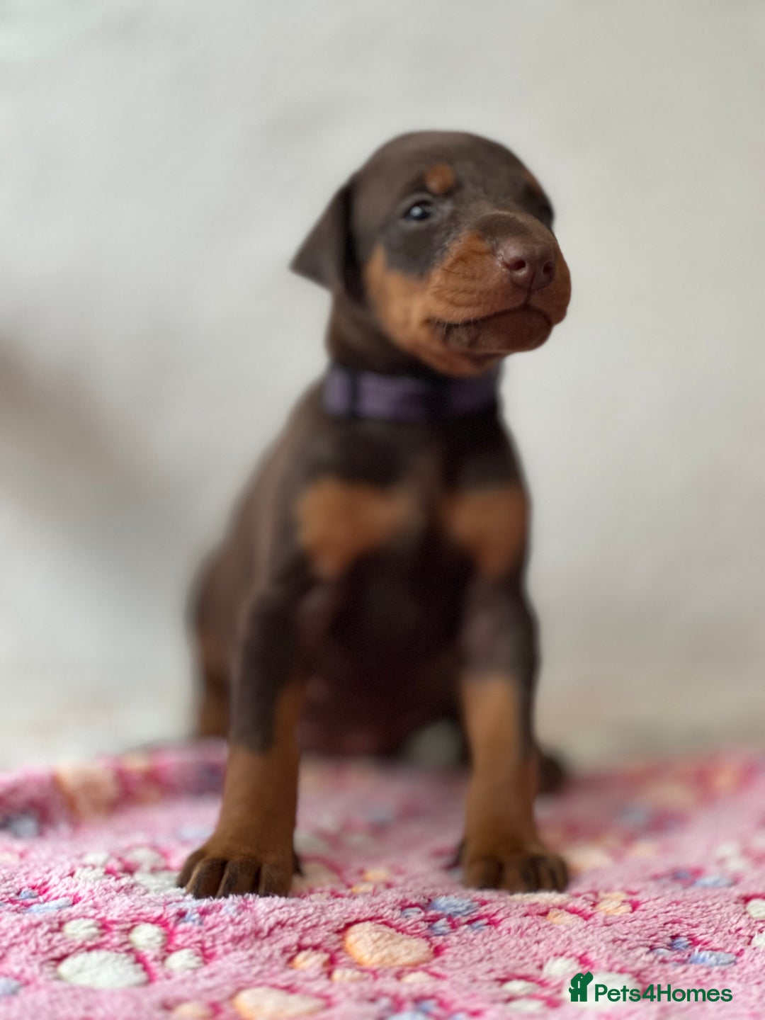 Dobermann dogs for sale: Doberman Puppies For Sale  - Image 26