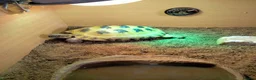 Tortoise reptiles for sale: Horsefield in Rochdale - Advert 2