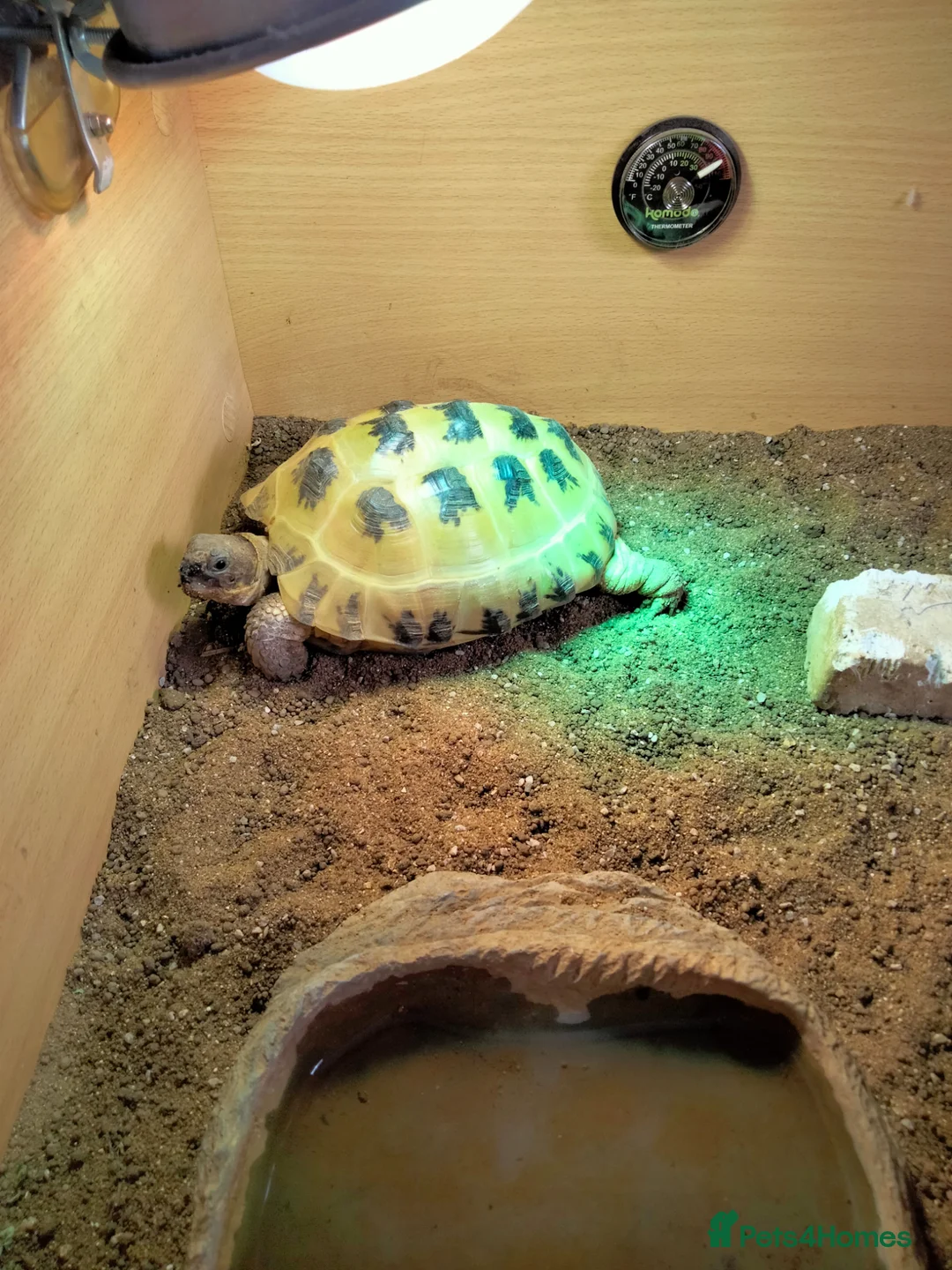 Tortoise reptiles for sale: Horsefield in Rochdale - Advert 2