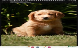 Labradoodle dogs for sale: 2nd Generation Labradoodles - Image 4