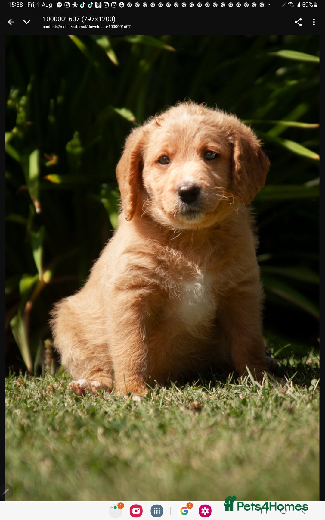 Labradoodle dogs for sale: 2nd Generation Labradoodles - Image 4