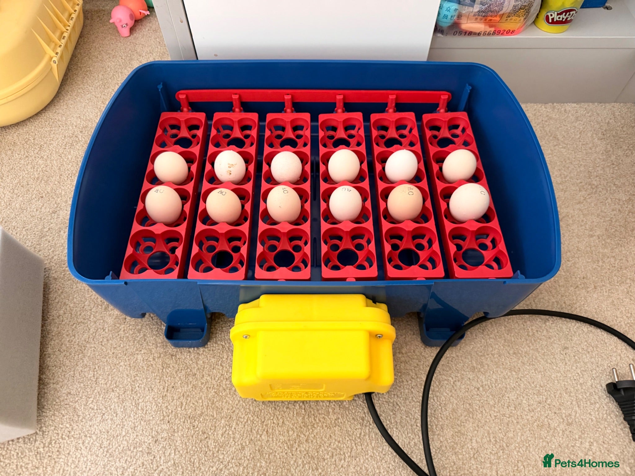 Chickens poultry 🐣 [Show-Quality & Healthy Chicks for Sale]  - Advert 1