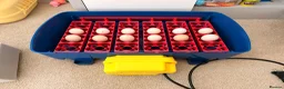 Chickens poultry for sale: 🐣 [Show-Quality & Healthy Chicks for Sale]  - Advert 1