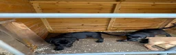 Labrador Retriever dogs for sale: 3 kc registered puppies (3 dogs left) - Advert 8