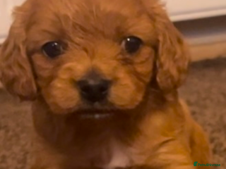 Cavapoo dogs F1 Toy Cavapoo Puppy’s! - Advert 1