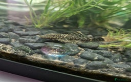Plecos fish for sale: Common Bristlenose Plecos - Image 1
