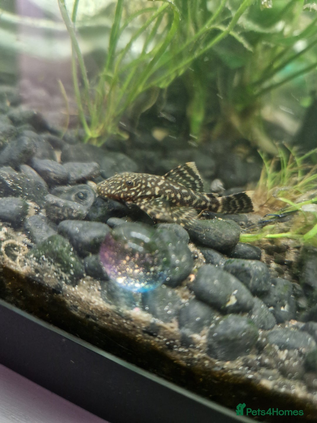 Plecos fish for sale: Common Bristlenose Plecos - Image 1
