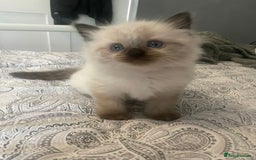 Ragdoll cats for sale: Beautiful Ragdoll kittens  - Image 8
