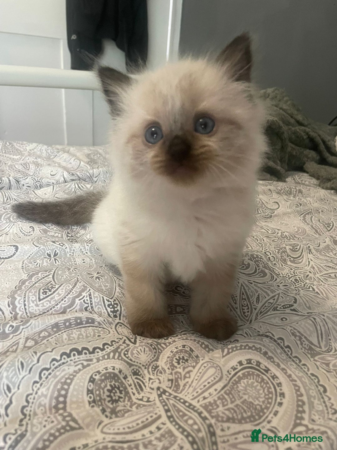 Ragdoll cats for sale: Beautiful Ragdoll kittens  - Image 8