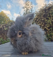 Angora rabbits 💙READY NOW 💙Beautiful angora boy💙 - Advert 2