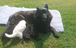 German Shepherd dogs for sale: Ready Now Beautiful Big Long Coated GSD Puppies - Image 18