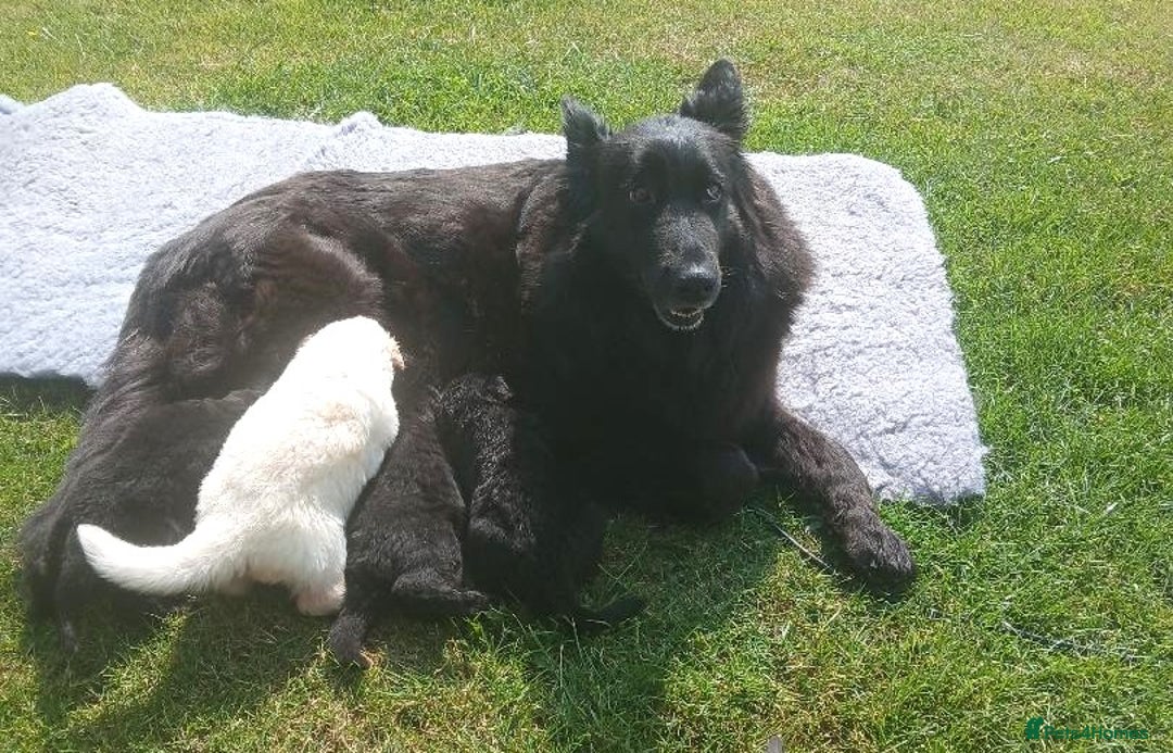 German Shepherd dogs for sale: Ready Now Beautiful Big Long Coated GSD Puppies - Image 18