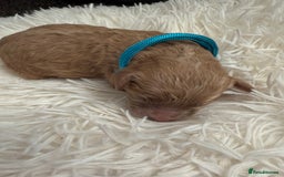 Mixed Breed dogs for sale: Cavapoochon Puppies  - Image 9