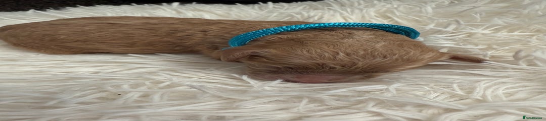 Light Blue Collar Boy