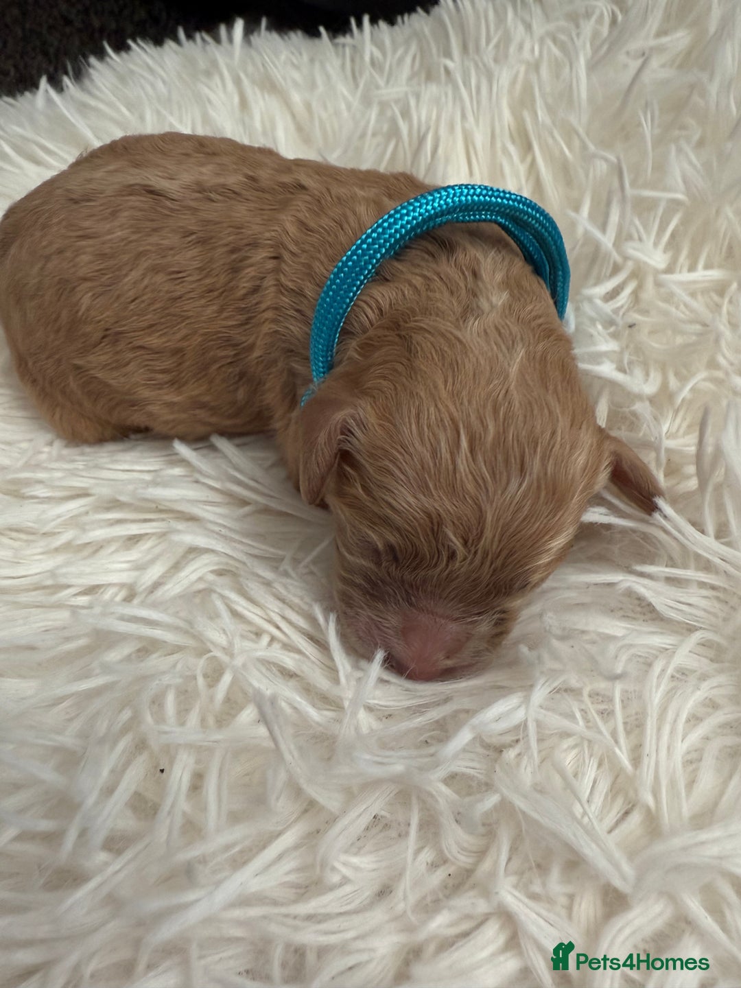 Mixed Breed dogs for sale: Cavapoochon Puppies  - Image 9