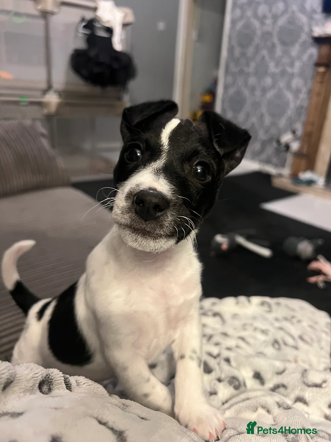 Jack Russell dogs for sale: Female Jack Russel  - Advert 13