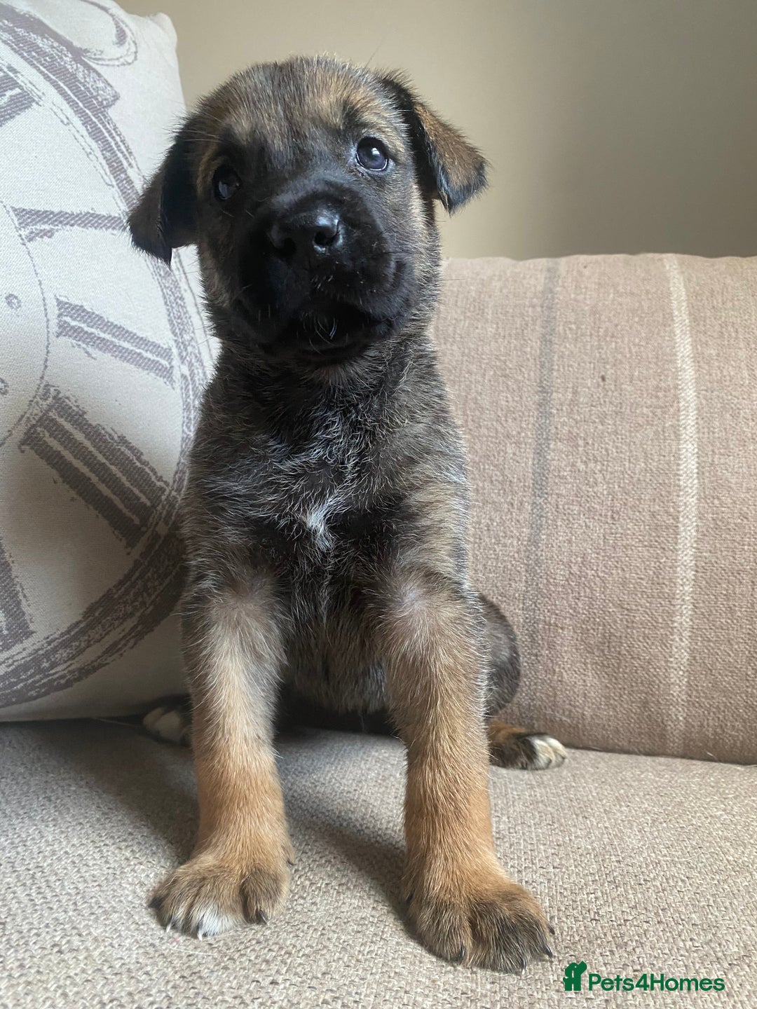 Mixed Breed dogs for sale: Cane corso X Alaskan malamute surprise litter  - Image 16