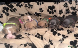 Mixed Breed dogs for sale: 6 beautiful mix French & English bulldog puppies  - Image 2