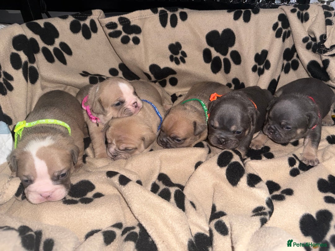 Mixed Breed dogs for sale: 6 beautiful mix French & English bulldog puppies  - Image 2