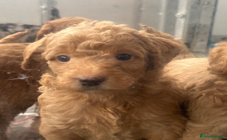 Labradoodle dogs - Advert 1