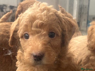 Labradoodle dogs - Advert 1