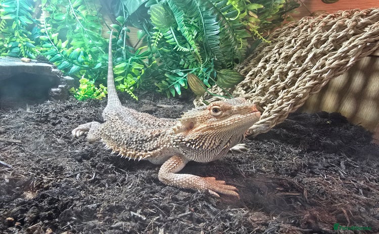 Bearded Dragon reptiles - Advert 1