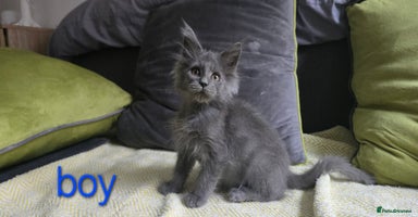 Maine Coon cats - Advert 13