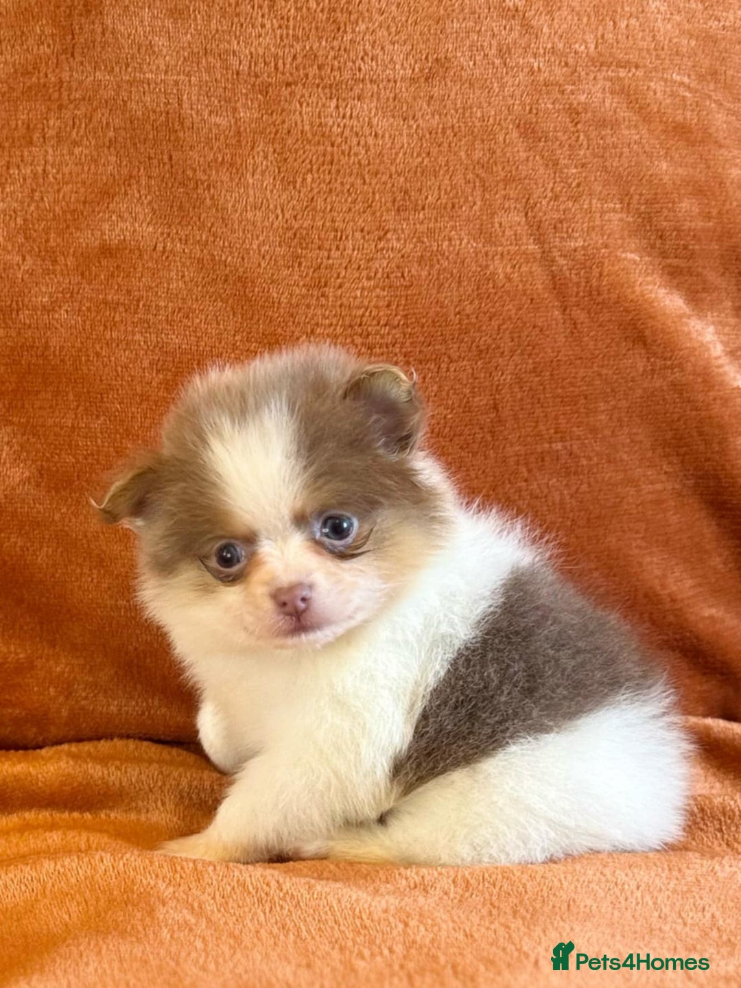 Pomeranian dogs for stud: Sheehan lord for stud in Liverpool - Advert 3