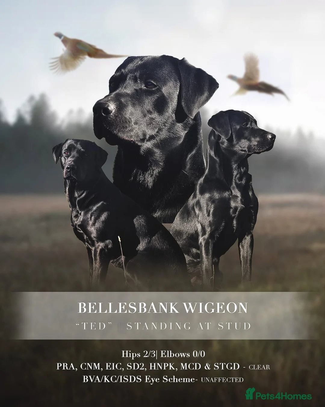 Labrador Retriever dogs for sale: Superb pedigree KC reg Labrador Retriever Puppies - Advert 2