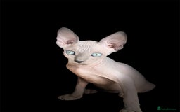 Sphynx cats for sale: Pedigree Sphynx kittens Tica Registered - Image 1