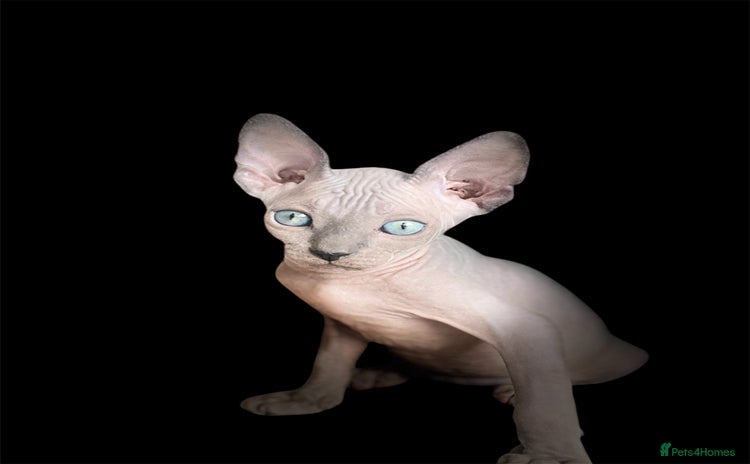 Sphynx cats - Advert 2