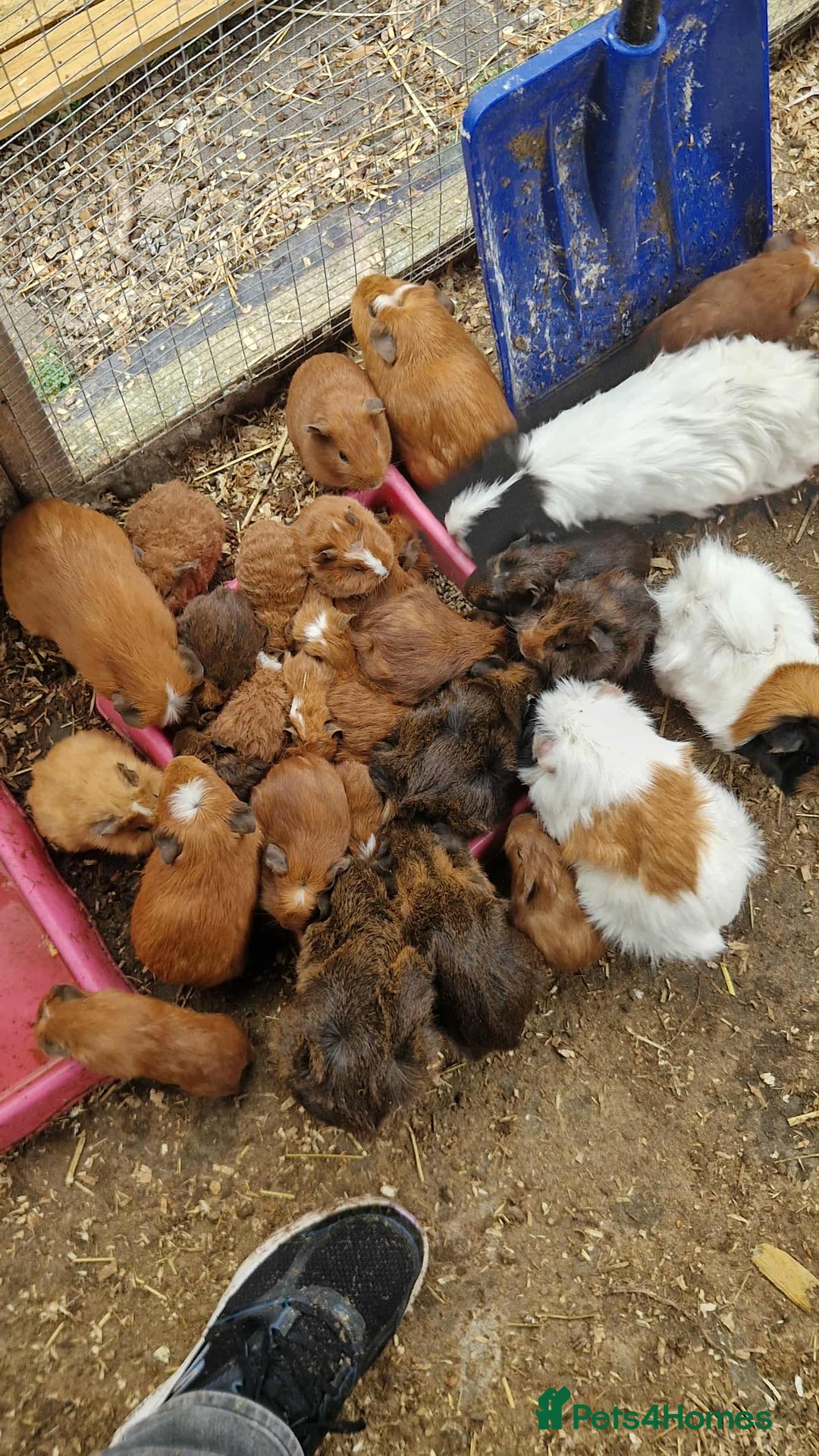 Guinea Pig rodents for sale: guinea pigs for sale - Image 2