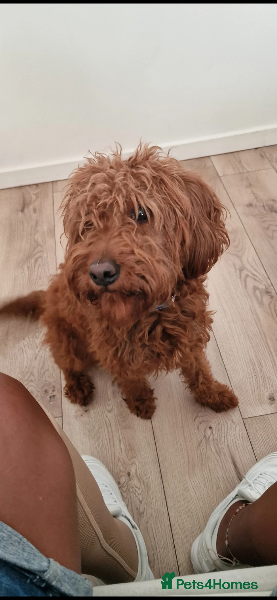 Labradoodle dogs for sale: 3 year old Miniature labradoodle female in Walsall - Advert 7
