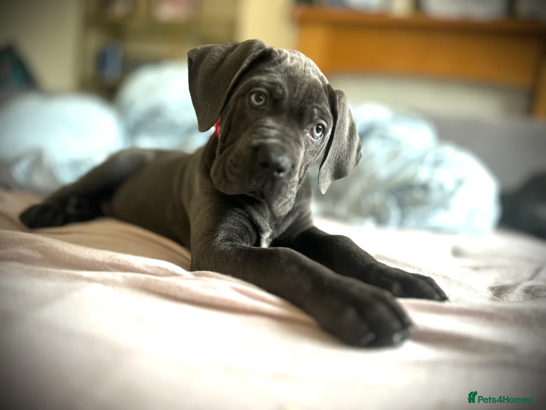 Cane Corso dogs for sale: Balestra Magica Corso IKC/FCI ❤️Last Girl Left❤️ - Advert 8