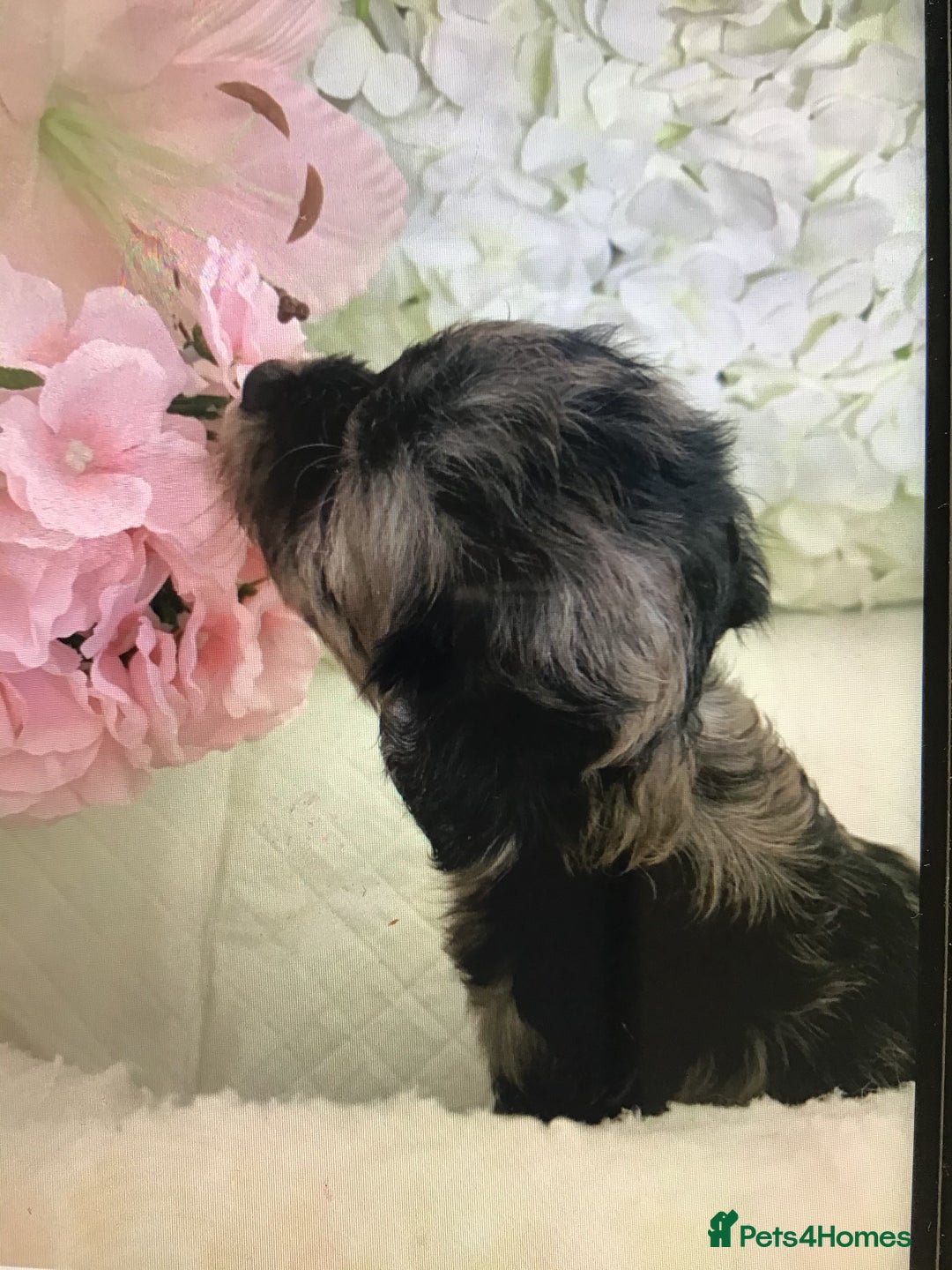 Jackapoo dogs for sale: ***READY NOW*** Gorgeous Jackapoo puppies - Image 5