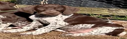 German Shorthaired Pointer dogs for sale: Healthy,Happy KC Registered GSP pups.  - Advert 7