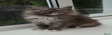 Maine Coon Kitten 1