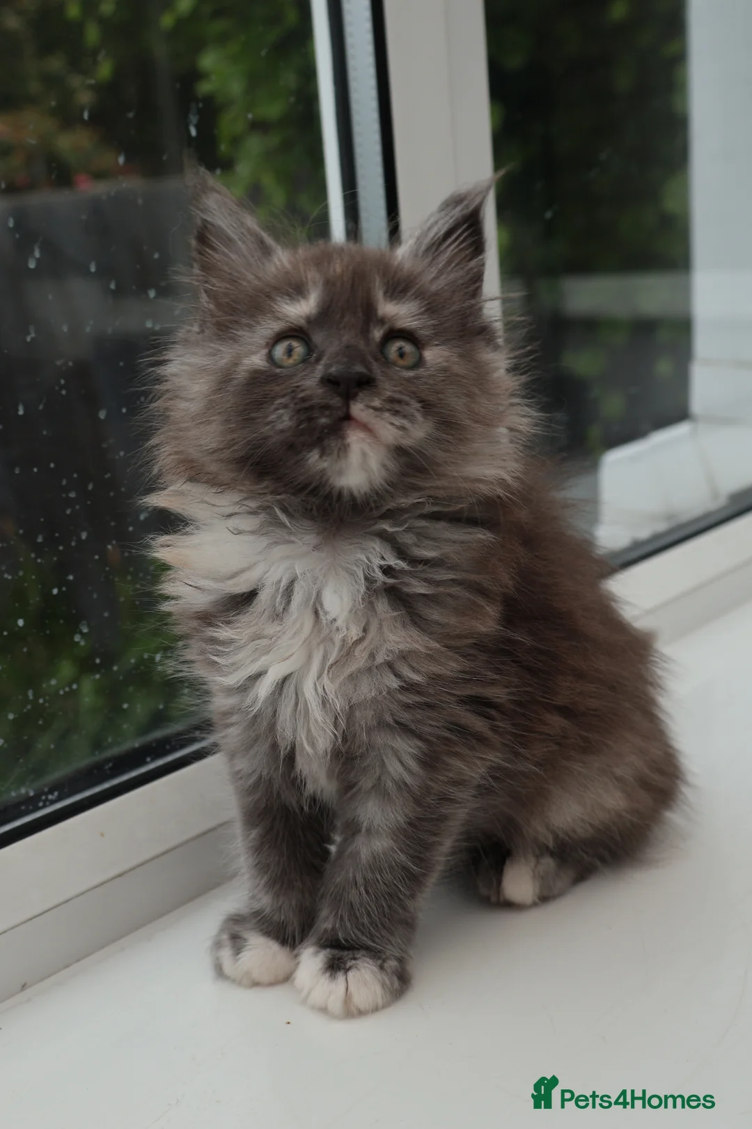 Maine Coon cats for sale: Health tested XXL European female kitten - Advert 2