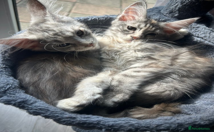 Maine Coon cats - Advert 2