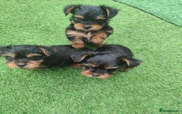 Yorkshire Terrier dogs for sale: Beautiful Mini Yorkshire Terrier puppies - Image 4