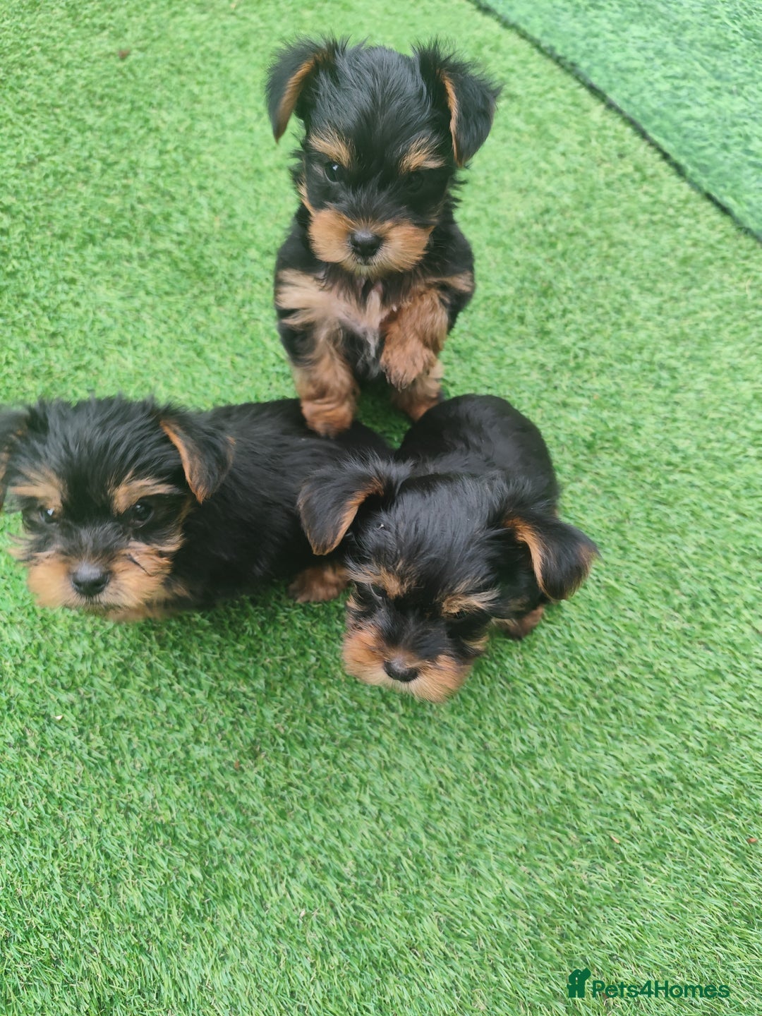 Yorkshire Terrier dogs for sale: Beautiful Mini Yorkshire Terrier puppies - Image 4