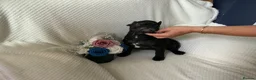 French Bulldog dogs for sale: KC registered adorable french bulldog boy  - Advert 18