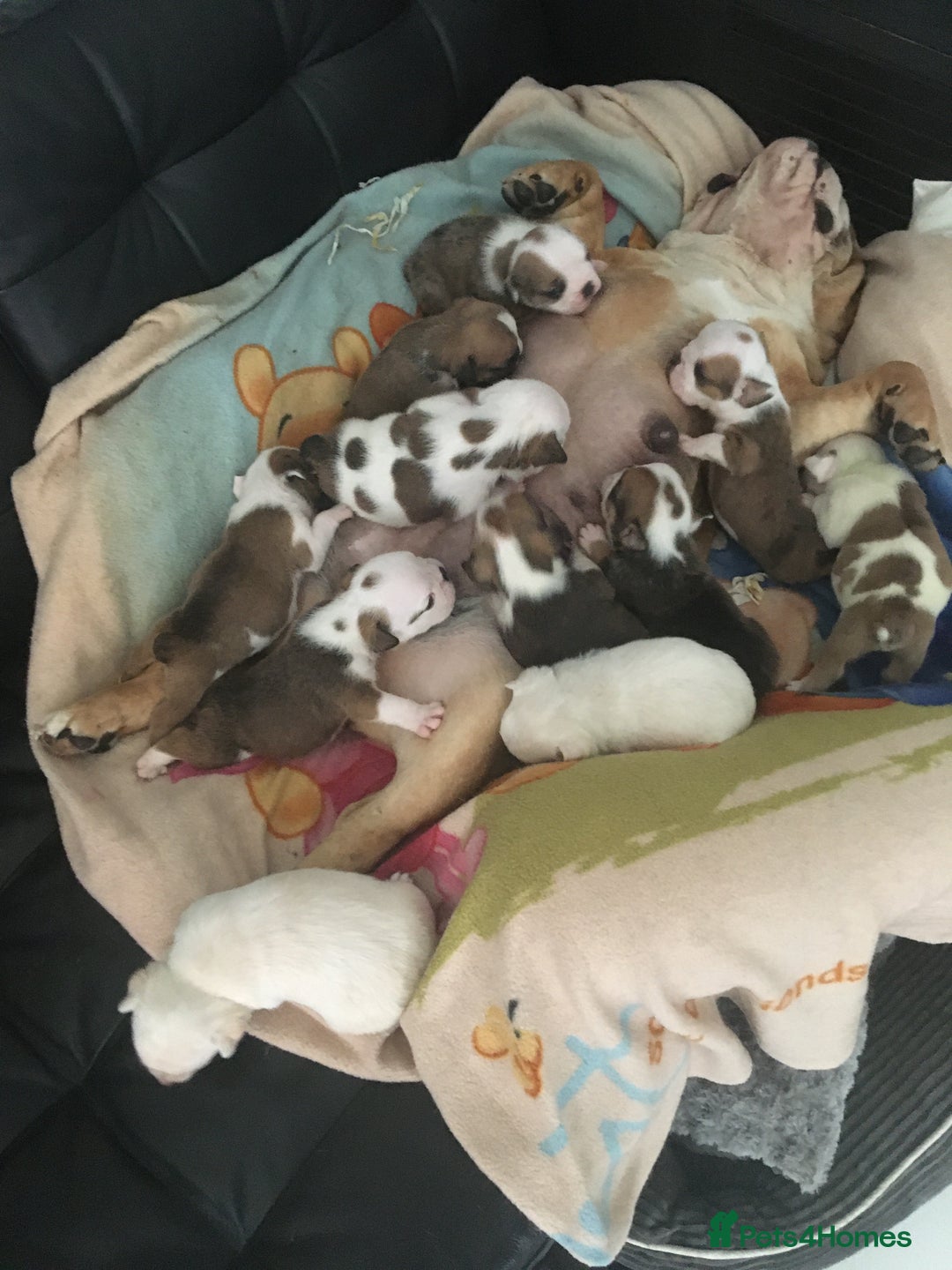 English Bulldog dogs for sale: Nine stunning bulldogs - Image 11