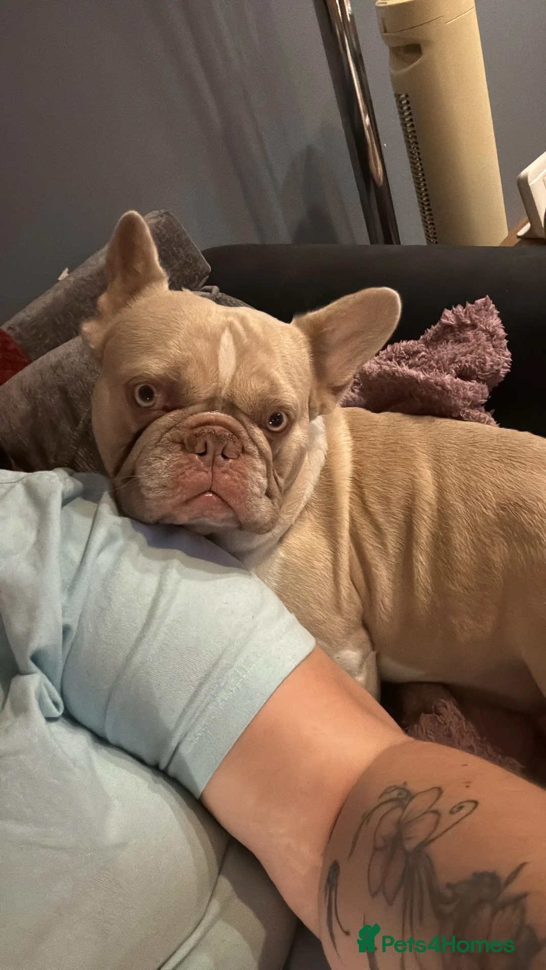 French Bulldog dogs for sale: New Shade Isabella Sable - Advert 2