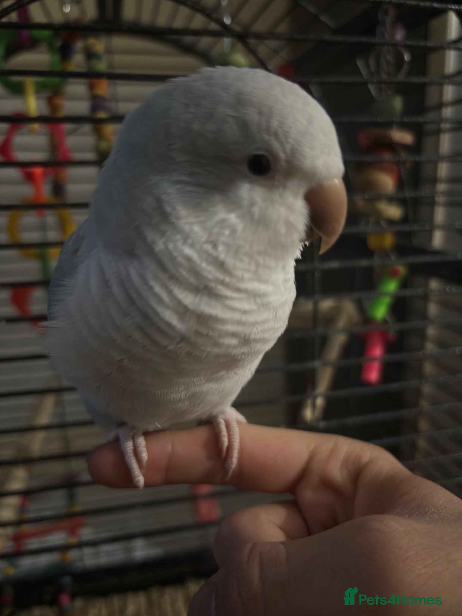 Parakeets birds Hand reared, talking, cuddly Quaker parrot  - Advert 1