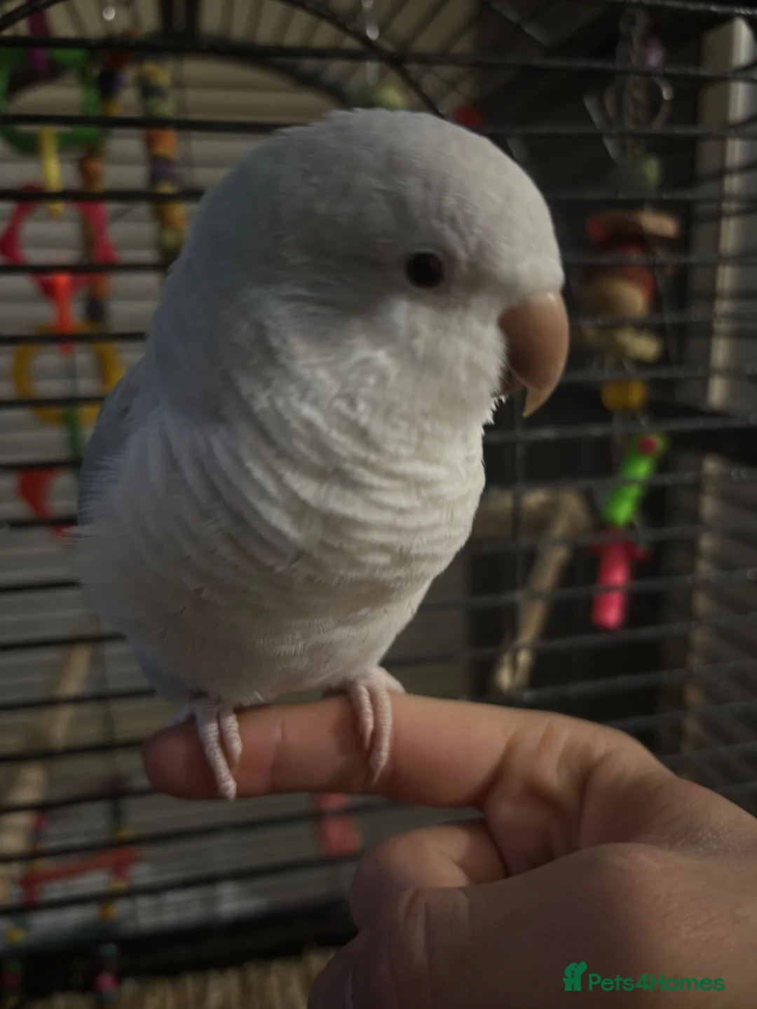 Parakeets birds for sale: Hand reared, talking, cuddly Quaker parrot  in Middlesbrough - Advert 1