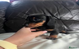 Miniature Dachshund dogs for sale: Gorgeous mini dachshund puppies  - Image 4