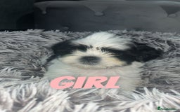 Shih Tzu dogs for sale: Shih Tzu Puppies - Image 18
