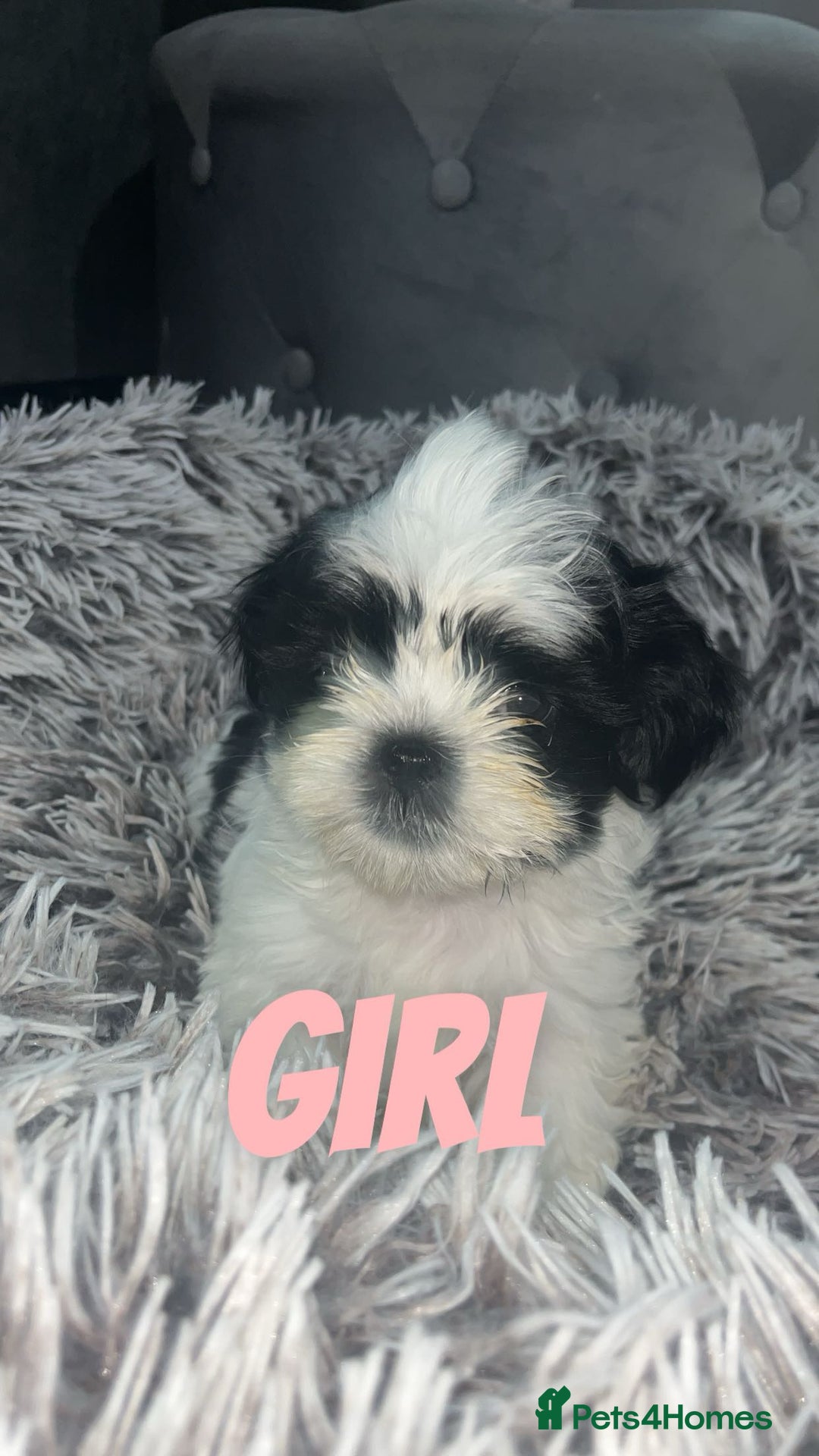 Shih Tzu dogs for sale: Shih Tzu Puppies - Image 18